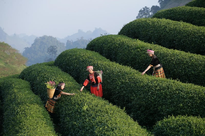 Festivals & Traditions